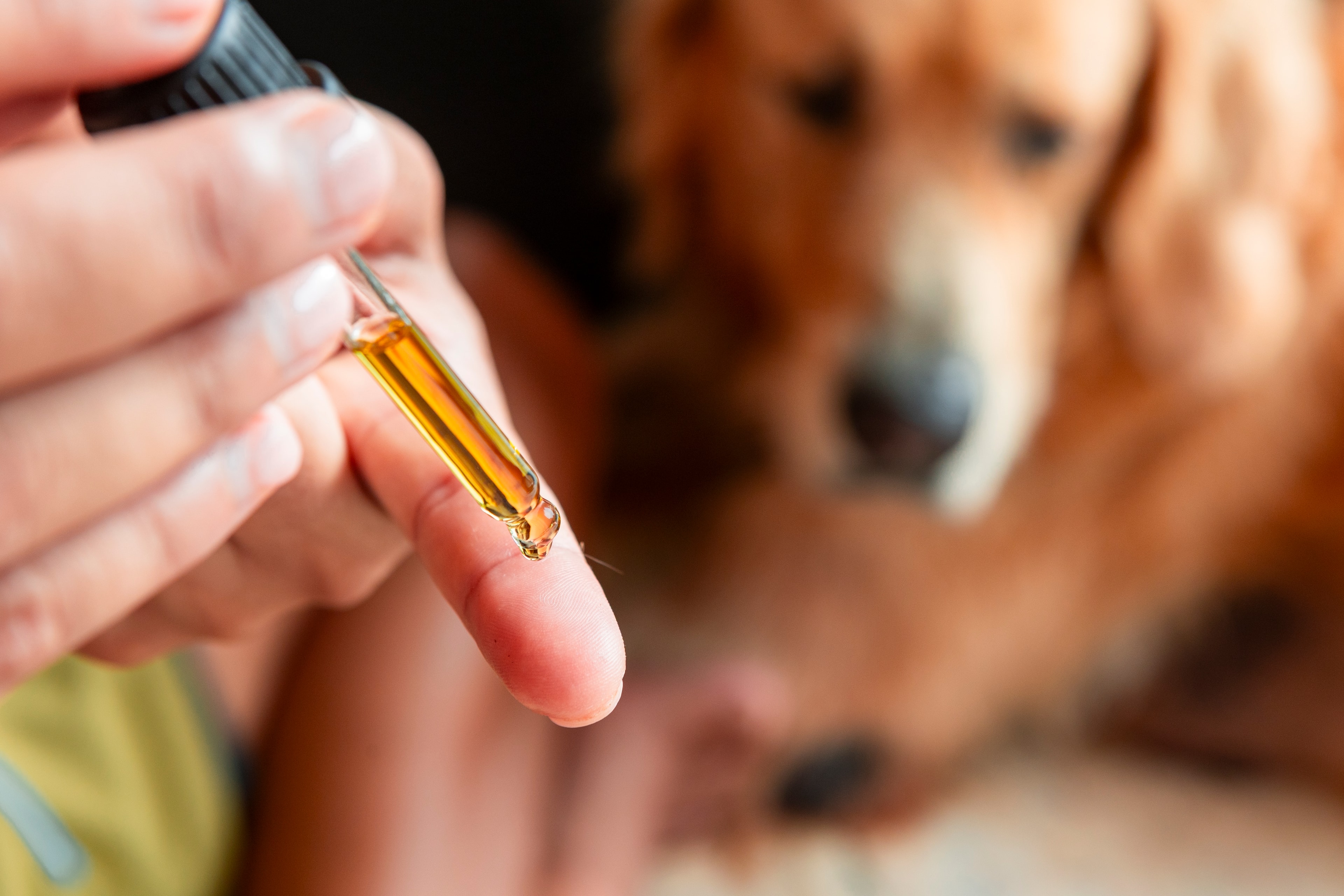 A drop of UltraMito Pet Life 2.0 supplement held up with a golden retriever in the background
